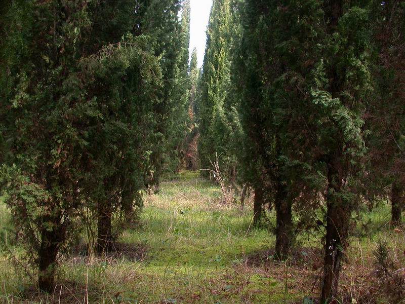 Escursione in cipresseta